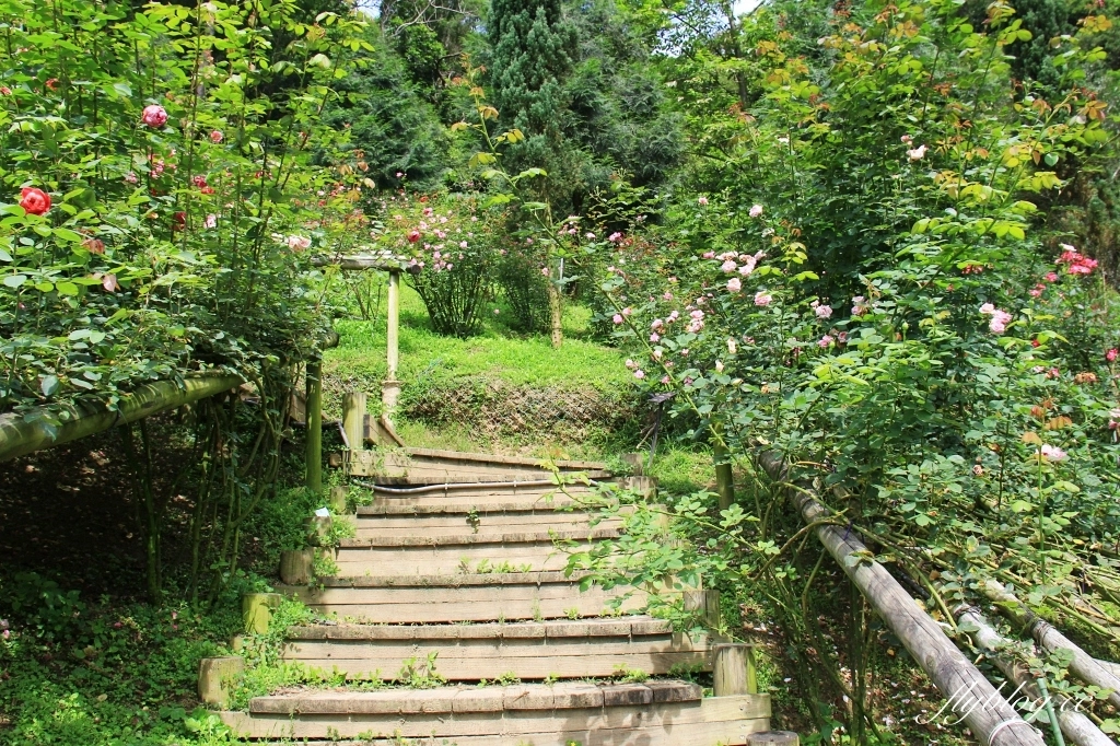 雅聞七里香玫瑰森林|免門票,全台最大玫瑰森林,坐擁浪漫自然景觀 @飛天璇的口袋 雅聞七里香玫瑰森林|免門票,全台最大玫瑰森林,坐擁浪漫自然景觀 @飛天璇的口袋