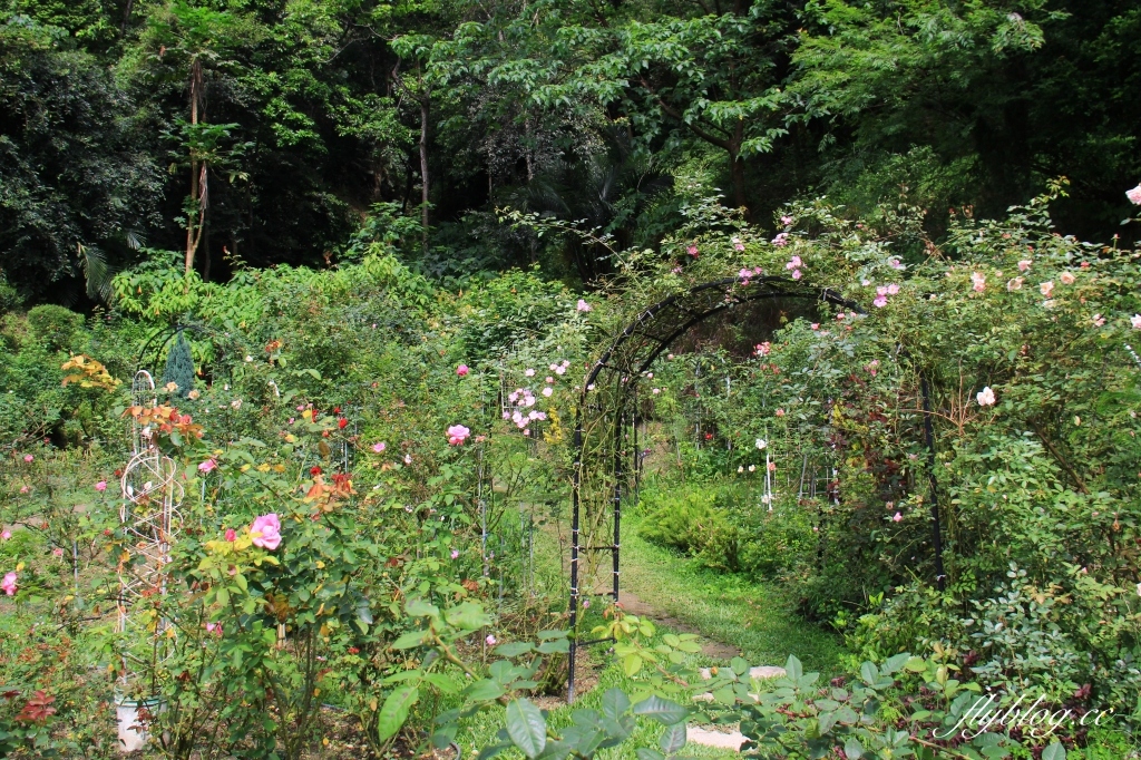 雅聞七里香玫瑰森林|免門票,全台最大玫瑰森林,坐擁浪漫自然景觀 @飛天璇的口袋 雅聞七里香玫瑰森林|免門票,全台最大玫瑰森林,坐擁浪漫自然景觀 @飛天璇的口袋