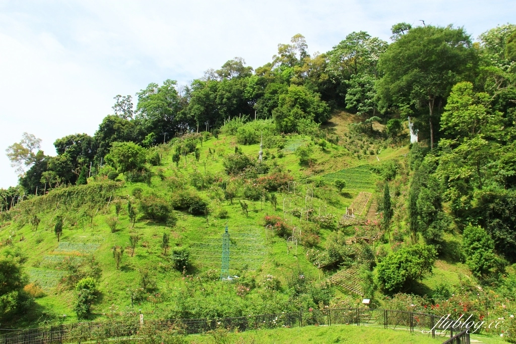 雅聞七里香玫瑰森林|免門票,全台最大玫瑰森林,坐擁浪漫自然景觀 @飛天璇的口袋 雅聞七里香玫瑰森林|免門票,全台最大玫瑰森林,坐擁浪漫自然景觀 @飛天璇的口袋