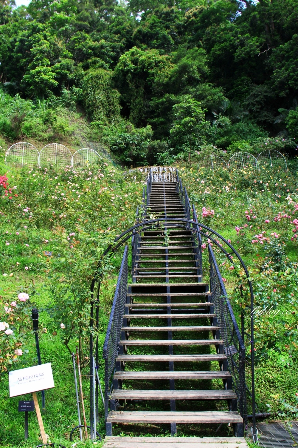雅聞七里香玫瑰森林｜免門票，全台最大玫瑰森林，坐擁浪漫自然景觀 @飛天璇的口袋