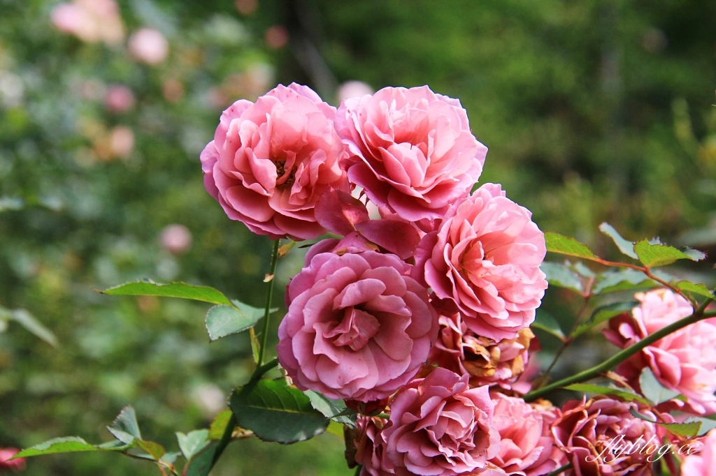 雅聞七里香玫瑰森林｜免門票，全台最大玫瑰森林，坐擁浪漫自然景觀 @飛天璇的口袋