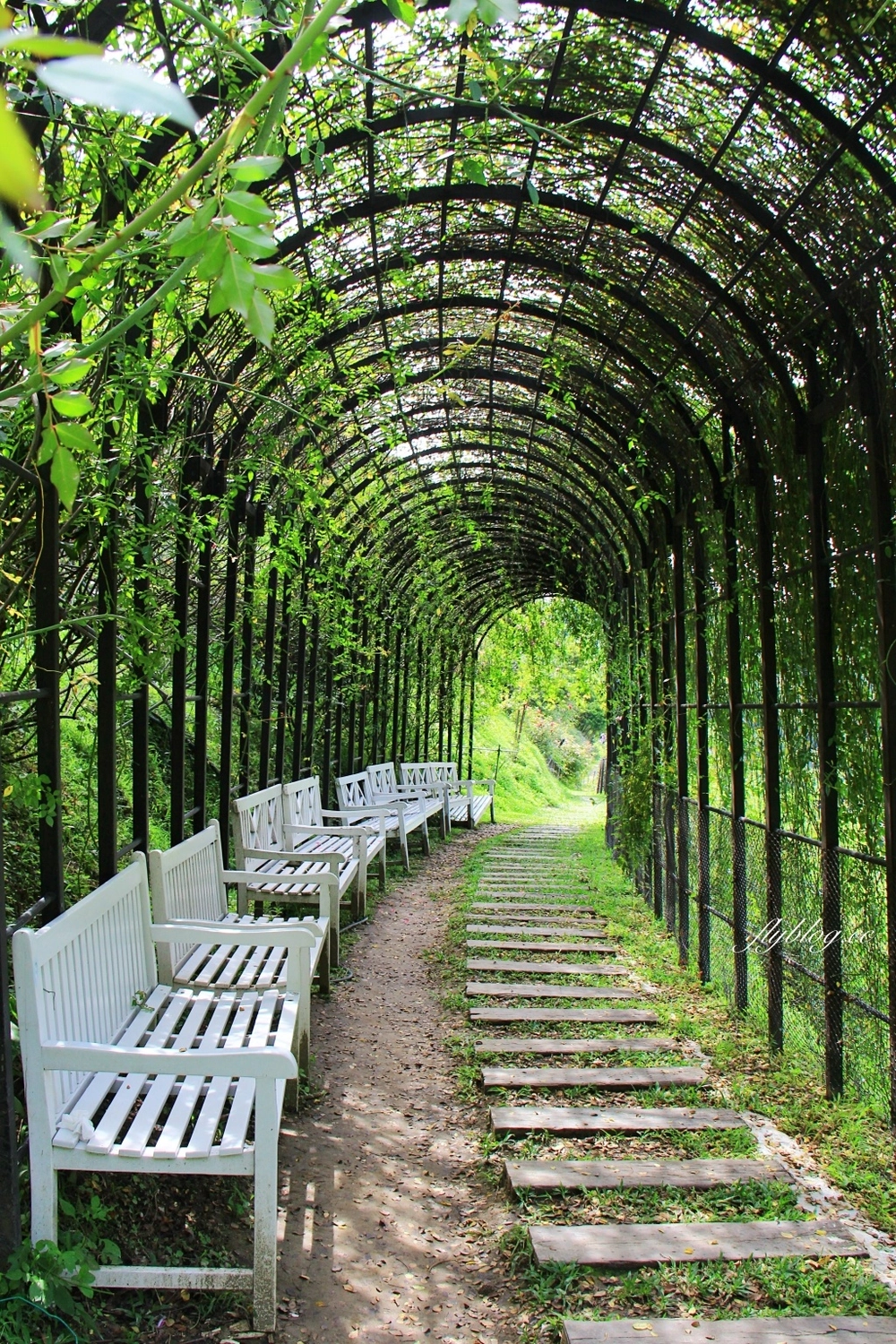 雅聞七里香玫瑰森林|免門票,全台最大玫瑰森林,坐擁浪漫自然景觀 @飛天璇的口袋 雅聞七里香玫瑰森林|免門票,全台最大玫瑰森林,坐擁浪漫自然景觀 @飛天璇的口袋