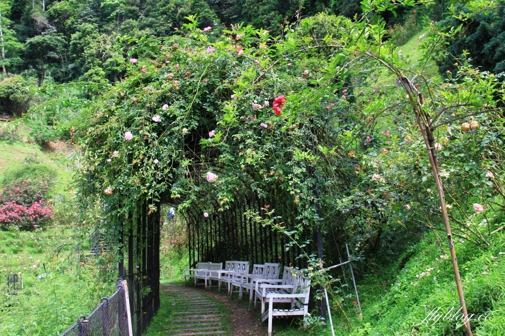 雅聞七里香玫瑰森林|免門票,全台最大玫瑰森林,坐擁浪漫自然景觀 @飛天璇的口袋 雅聞七里香玫瑰森林|免門票,全台最大玫瑰森林,坐擁浪漫自然景觀 @飛天璇的口袋