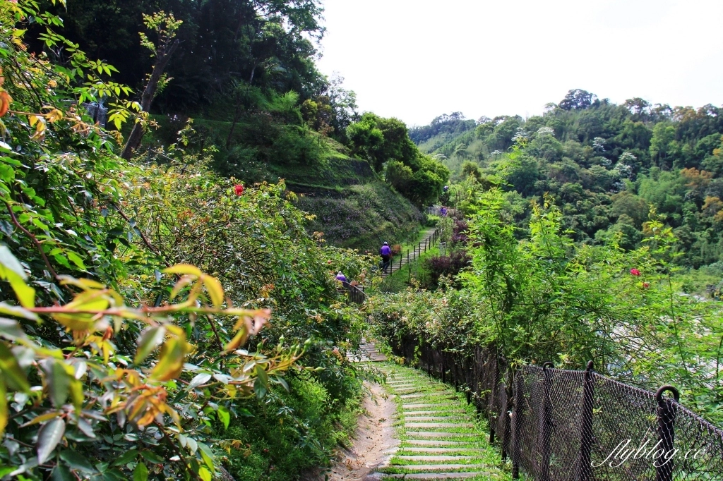 雅聞七里香玫瑰森林｜免門票，全台最大玫瑰森林，坐擁浪漫自然景觀 @飛天璇的口袋