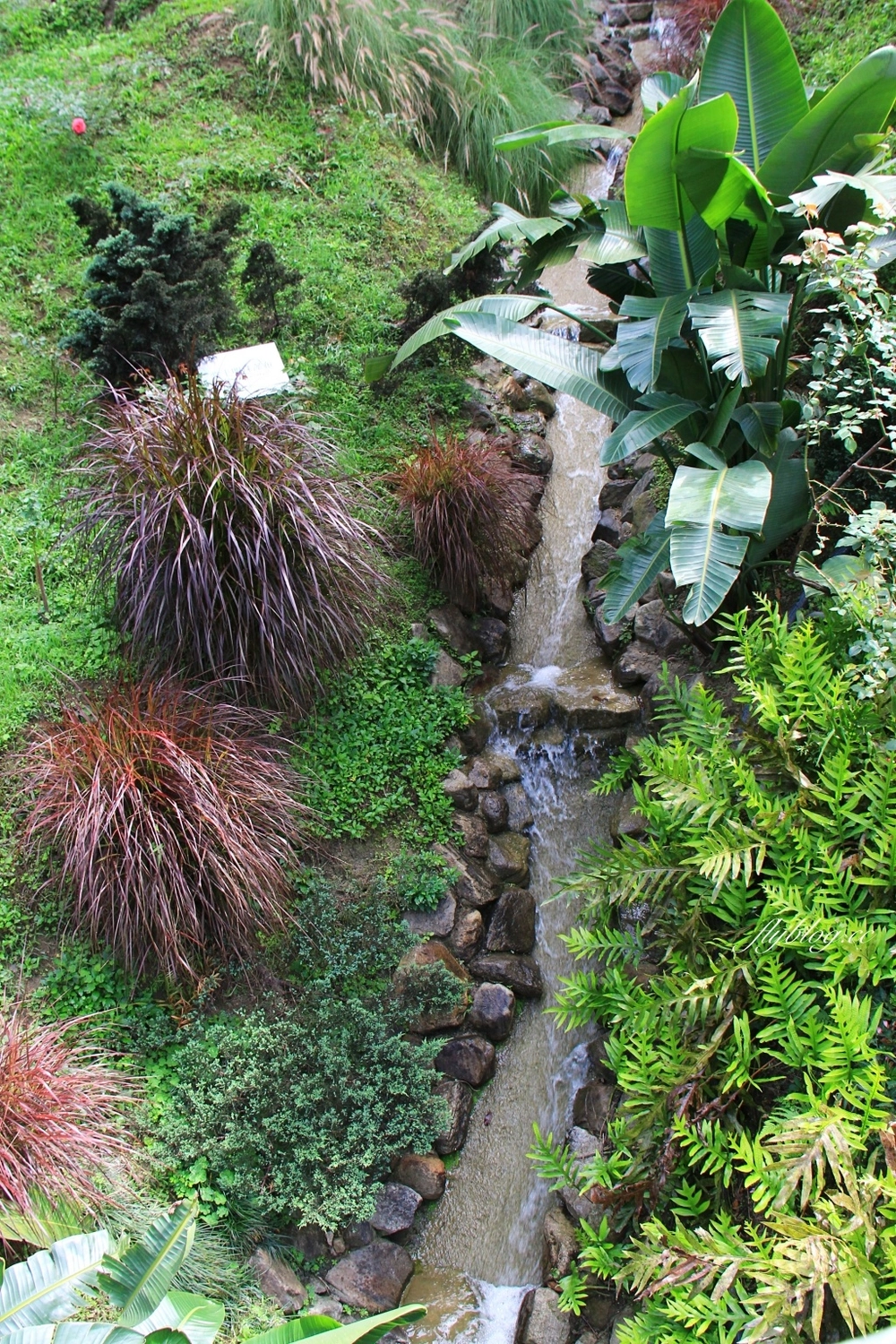 雅聞七里香玫瑰森林|免門票,全台最大玫瑰森林,坐擁浪漫自然景觀 @飛天璇的口袋 雅聞七里香玫瑰森林|免門票,全台最大玫瑰森林,坐擁浪漫自然景觀 @飛天璇的口袋