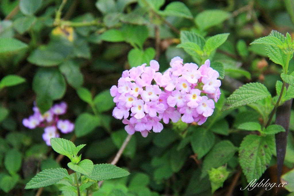 雅聞七里香玫瑰森林|免門票,全台最大玫瑰森林,坐擁浪漫自然景觀 @飛天璇的口袋 雅聞七里香玫瑰森林|免門票,全台最大玫瑰森林,坐擁浪漫自然景觀 @飛天璇的口袋