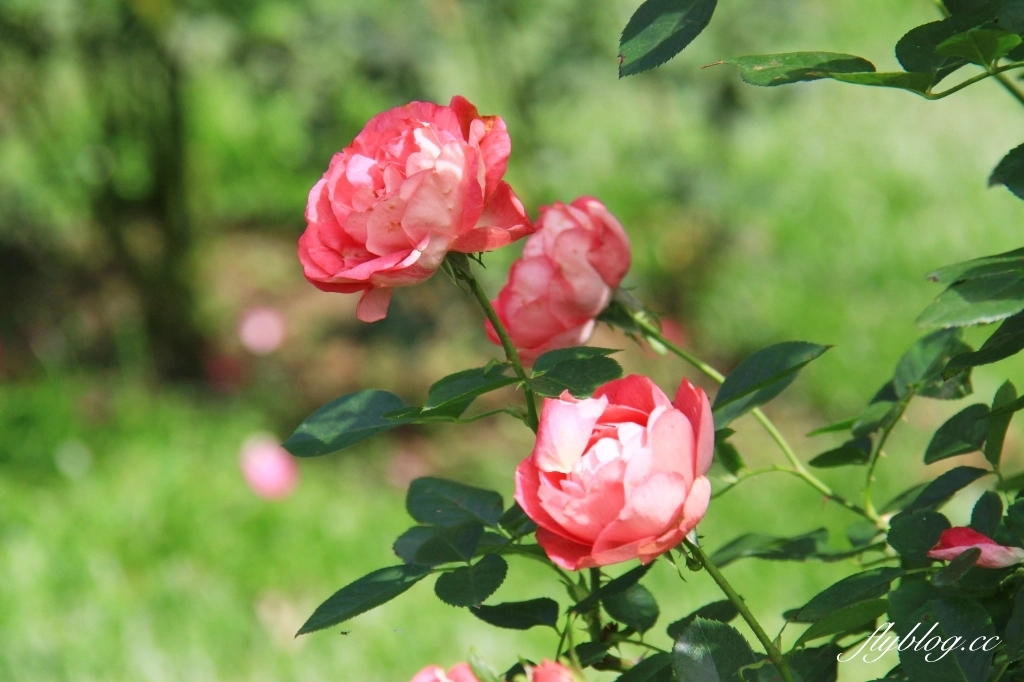 雅聞七里香玫瑰森林|免門票,全台最大玫瑰森林,坐擁浪漫自然景觀 @飛天璇的口袋 雅聞七里香玫瑰森林|免門票,全台最大玫瑰森林,坐擁浪漫自然景觀 @飛天璇的口袋