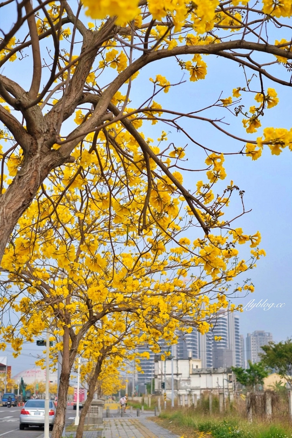 台中北屯｜洲際棒球場，黃花風鈴木盛開中！崇德十九路黃花風鈴木大道金黃一整片 @飛天璇的口袋