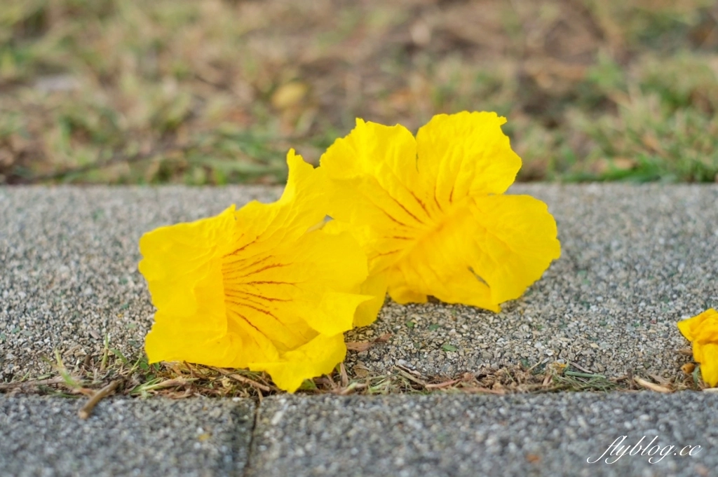 台中北屯｜洲際棒球場，黃花風鈴木盛開中！崇德十九路黃花風鈴木大道金黃一整片 @飛天璇的口袋