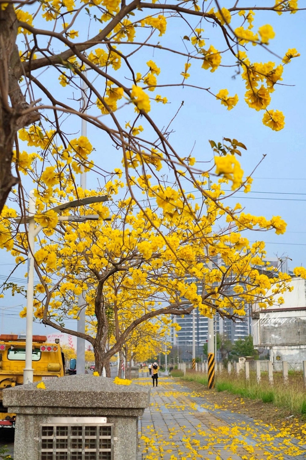 台中北屯｜洲際棒球場，黃花風鈴木盛開中！崇德十九路黃花風鈴木大道金黃一整片 @飛天璇的口袋