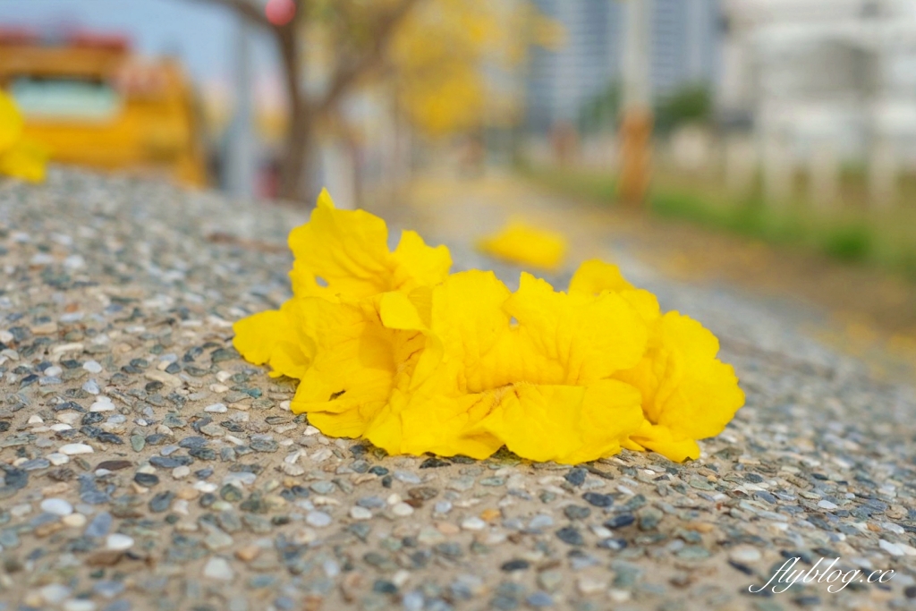 台中北屯｜洲際棒球場，黃花風鈴木盛開中！崇德十九路黃花風鈴木大道金黃一整片 @飛天璇的口袋