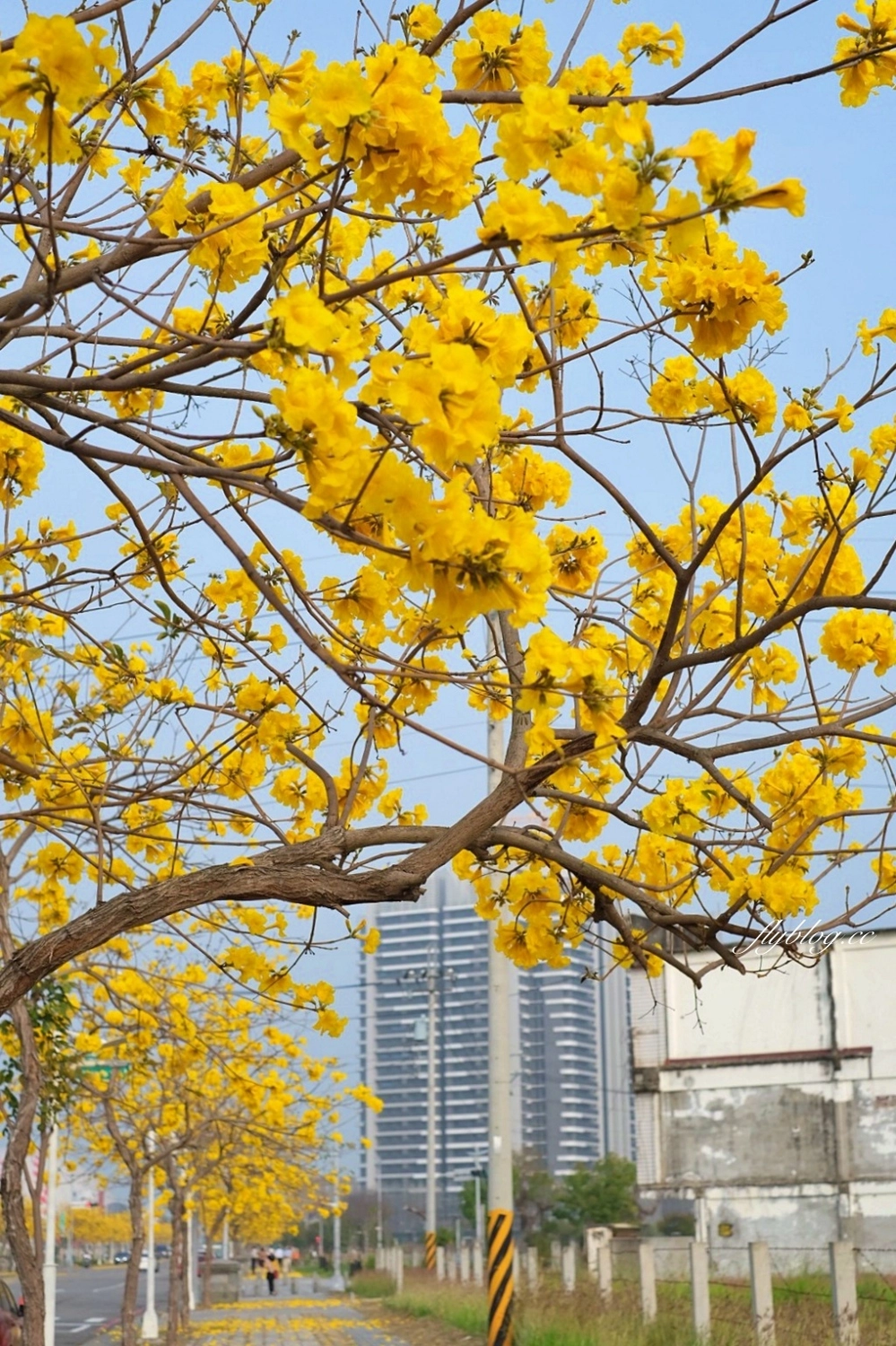 台中北屯｜洲際棒球場，黃花風鈴木盛開中！崇德十九路黃花風鈴木大道金黃一整片 @飛天璇的口袋