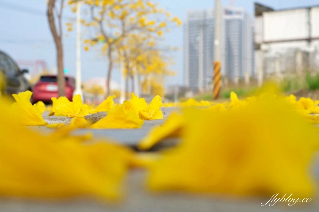 台中北屯｜洲際棒球場，黃花風鈴木盛開中！崇德十九路黃花風鈴木大道金黃一整片 @飛天璇的口袋