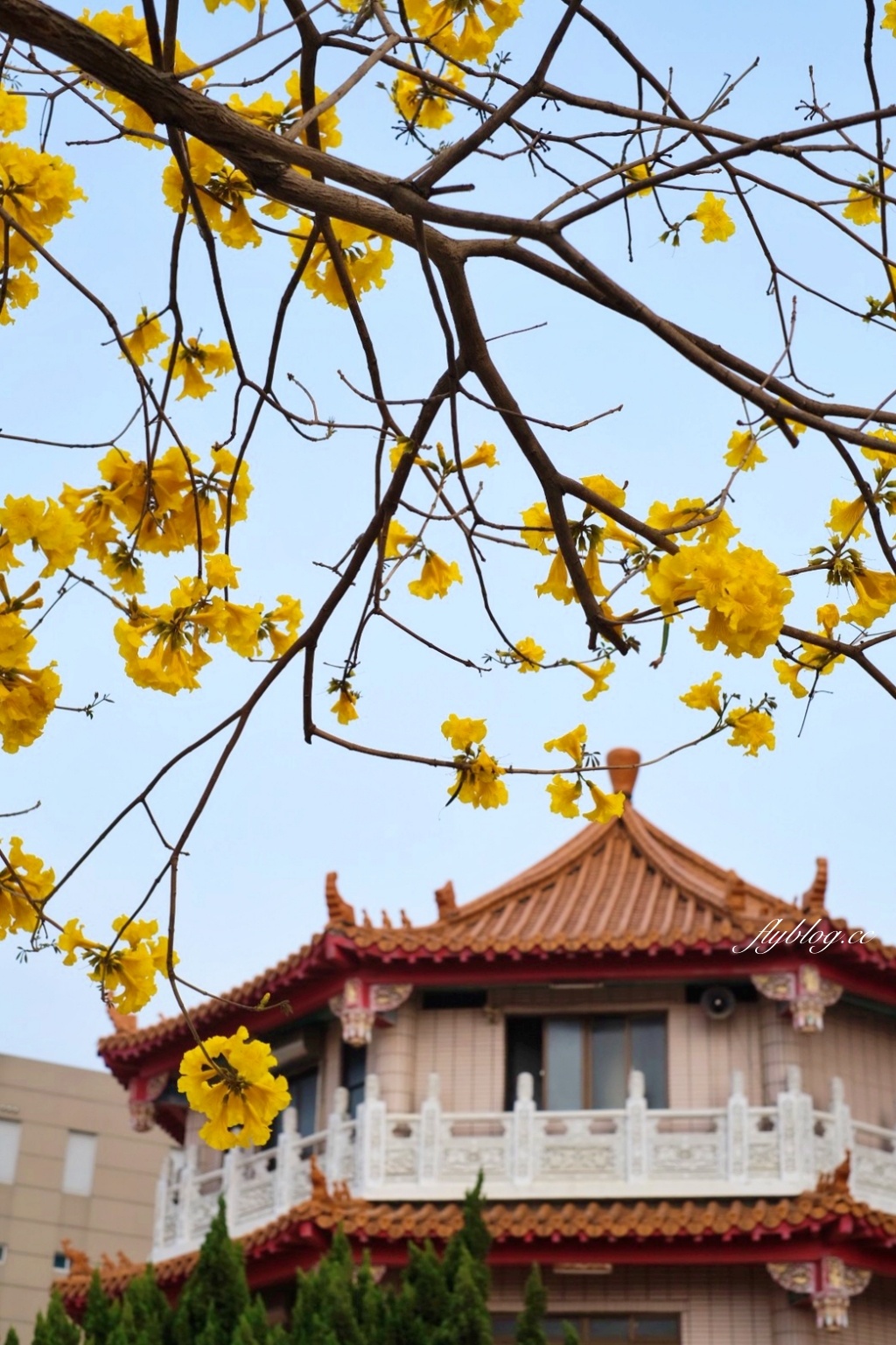 台中北屯｜洲際棒球場，黃花風鈴木盛開中！崇德十九路黃花風鈴木大道金黃一整片 @飛天璇的口袋