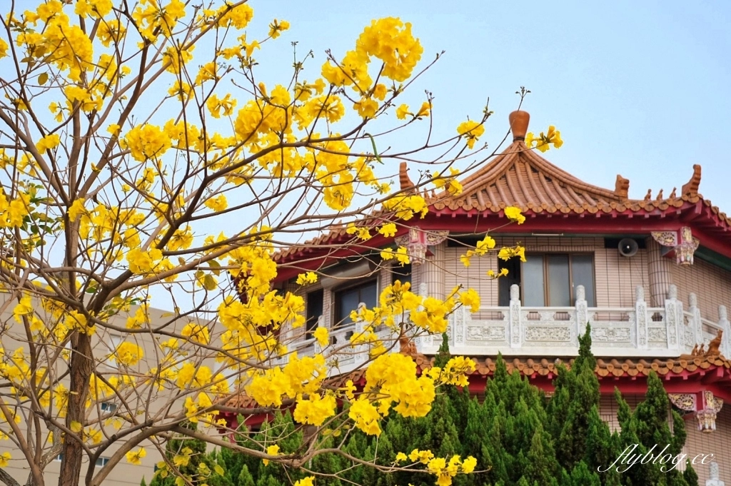 台中北屯｜洲際棒球場，黃花風鈴木盛開中！崇德十九路黃花風鈴木大道金黃一整片 @飛天璇的口袋