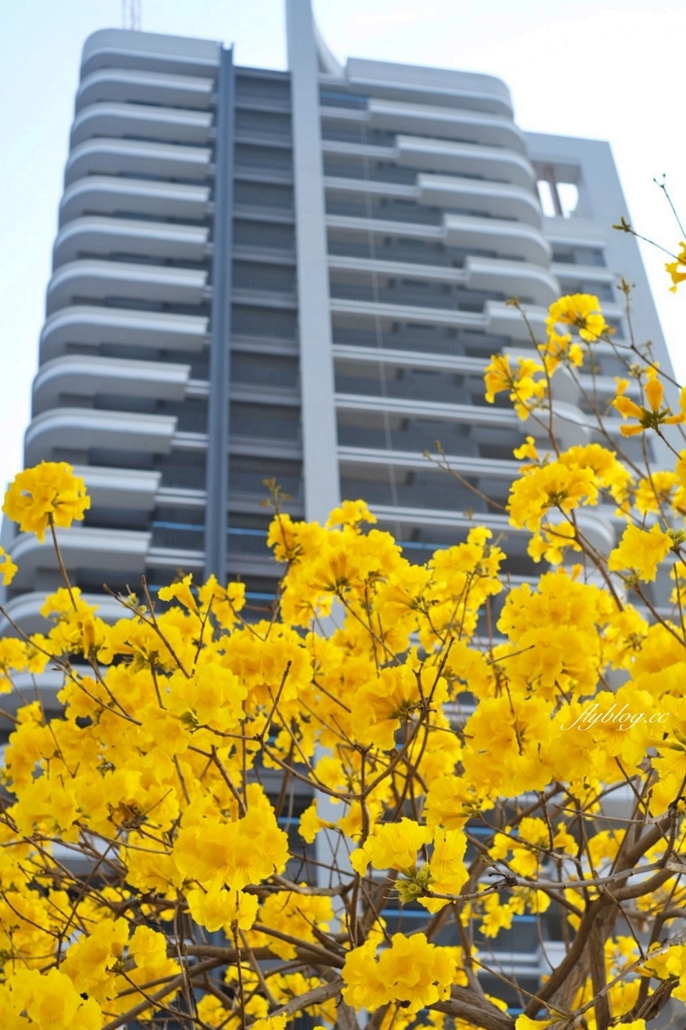台中北屯｜洲際棒球場，黃花風鈴木盛開中！崇德十九路黃花風鈴木大道金黃一整片 @飛天璇的口袋