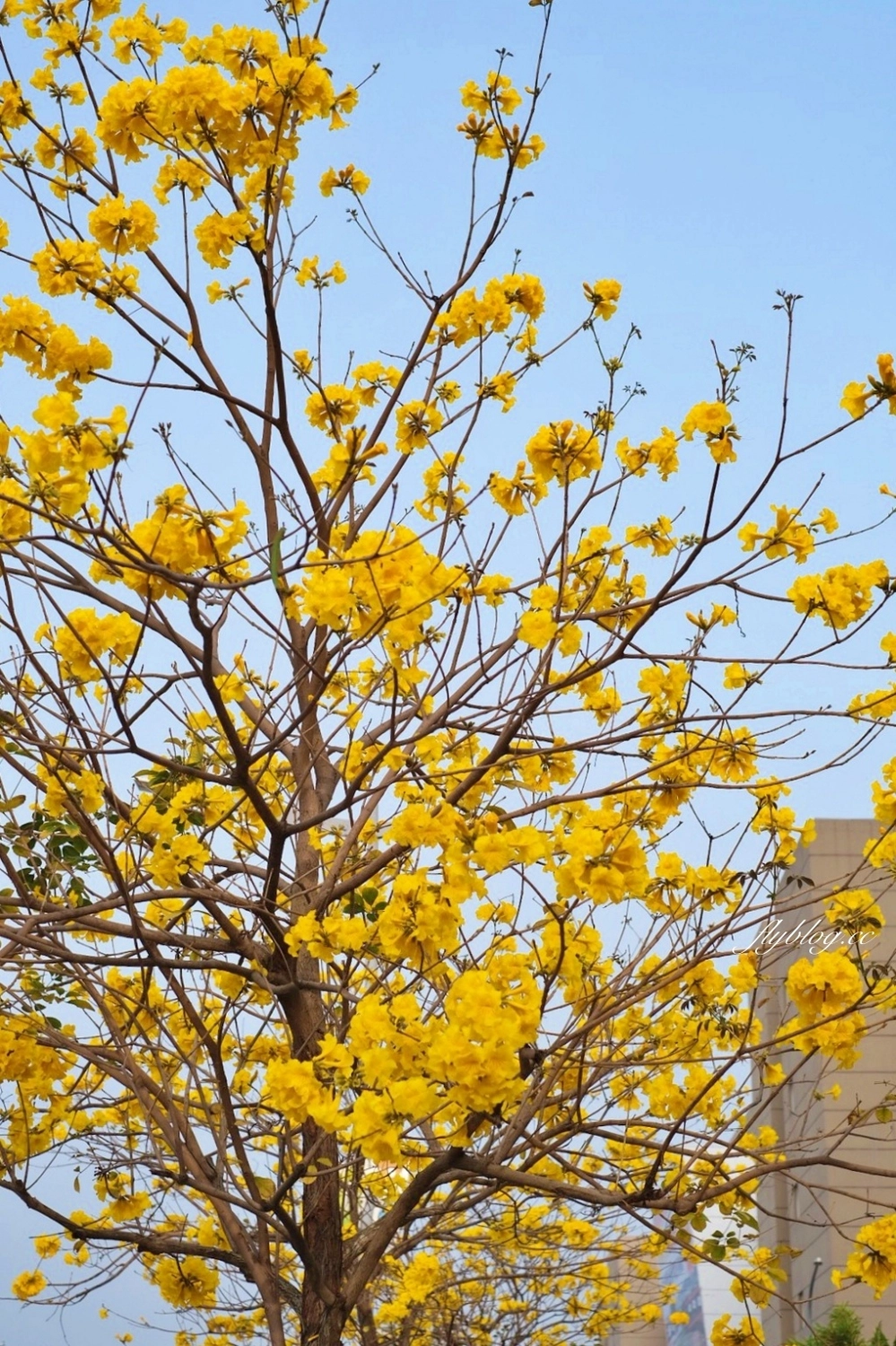 台中北屯｜洲際棒球場，黃花風鈴木盛開中！崇德十九路黃花風鈴木大道金黃一整片 @飛天璇的口袋