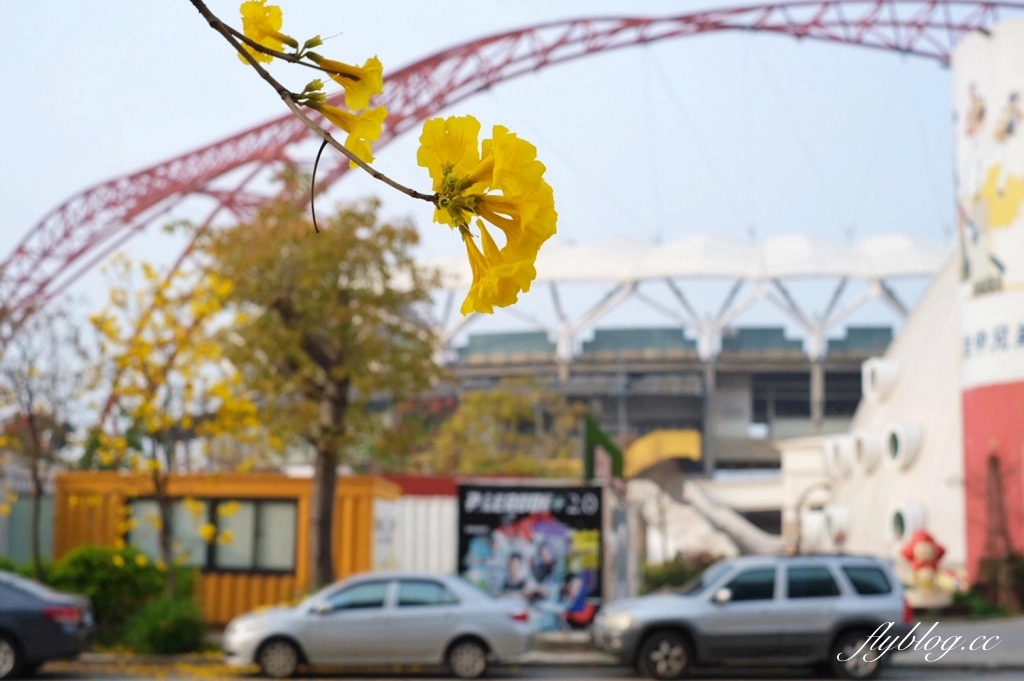 台中北屯｜洲際棒球場，黃花風鈴木盛開中！崇德十九路黃花風鈴木大道金黃一整片 @飛天璇的口袋