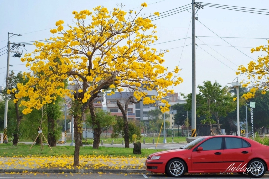台中北屯｜洲際棒球場，黃花風鈴木盛開中！崇德十九路黃花風鈴木大道金黃一整片 @飛天璇的口袋