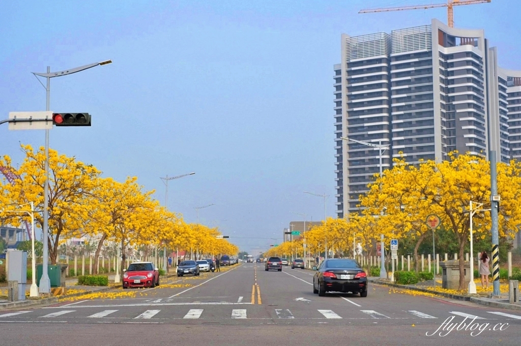台中北屯｜洲際棒球場，黃花風鈴木盛開中！崇德十九路黃花風鈴木大道金黃一整片 @飛天璇的口袋