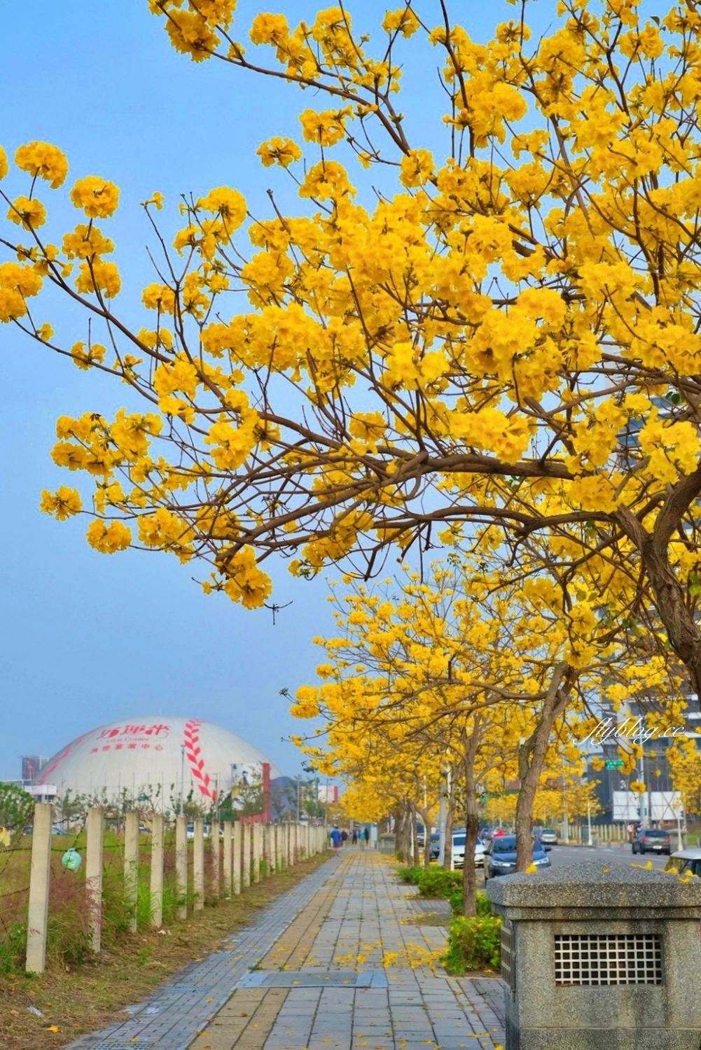 台中北屯｜洲際棒球場，黃花風鈴木盛開中！崇德十九路黃花風鈴木大道金黃一整片 @飛天璇的口袋