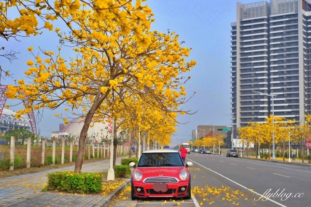 台中北屯｜洲際棒球場，黃花風鈴木盛開中！崇德十九路黃花風鈴木大道金黃一整片 @飛天璇的口袋