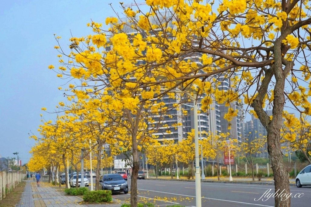 台中北屯｜洲際棒球場，黃花風鈴木盛開中！崇德十九路黃花風鈴木大道金黃一整片 @飛天璇的口袋