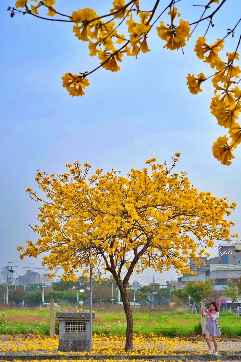 台中北屯｜洲際棒球場，黃花風鈴木盛開中！崇德十九路黃花風鈴木大道金黃一整片 @飛天璇的口袋