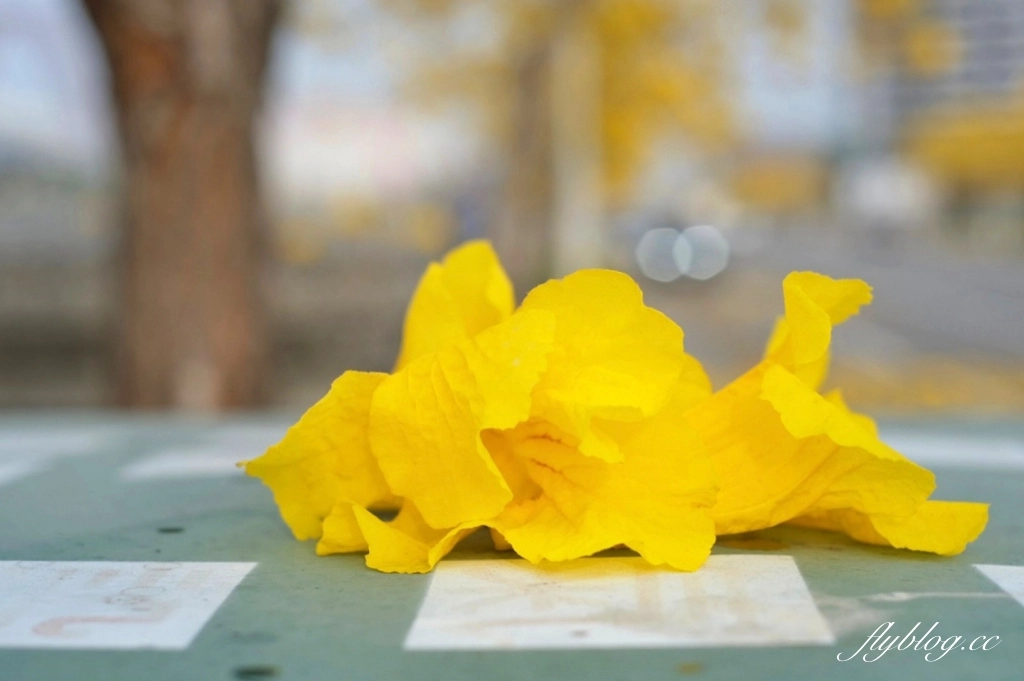 台中北屯｜洲際棒球場，黃花風鈴木盛開中！崇德十九路黃花風鈴木大道金黃一整片 @飛天璇的口袋