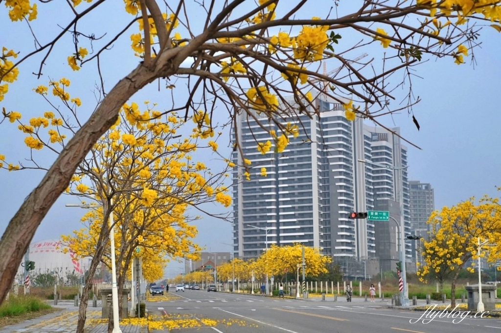 台中北屯｜洲際棒球場，黃花風鈴木盛開中！崇德十九路黃花風鈴木大道金黃一整片 @飛天璇的口袋