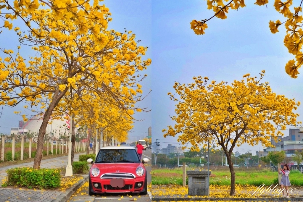 台中北屯｜洲際棒球場，黃花風鈴木盛開中！崇德十九路黃花風鈴木大道金黃一整片 @飛天璇的口袋
