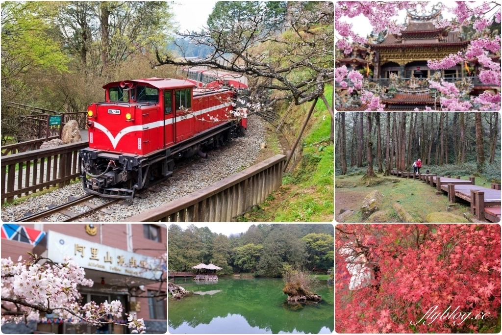 嘉義景點｜阿里山森林遊樂區，2023阿里山櫻花季起跑！阿里山一日遊，搭乘森林小火車，交通路線一次看 @飛天璇的口袋