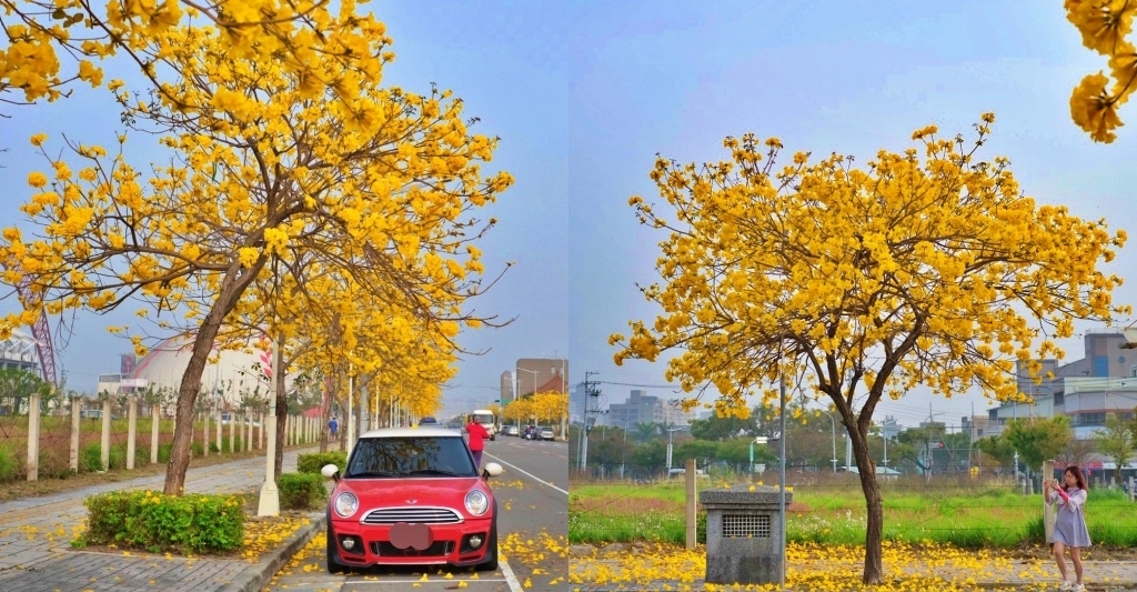 台中北屯｜洲際棒球場，黃花風鈴木盛開中！崇德十九路黃花風鈴木大道金黃一整片 @飛天璇的口袋