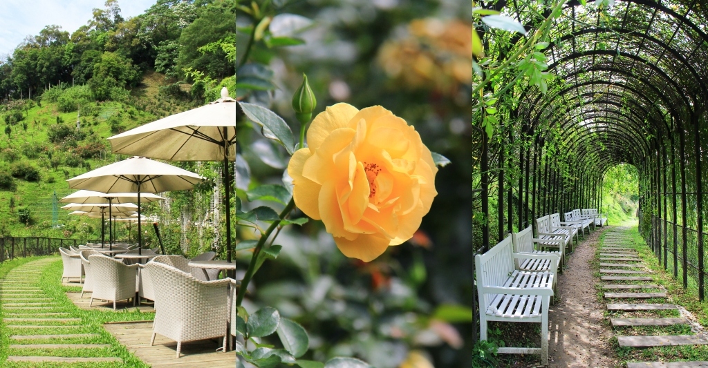 雅聞七里香玫瑰森林|免門票,全台最大玫瑰森林,坐擁浪漫自然景觀 @飛天璇的口袋 雅聞七里香玫瑰森林|免門票,全台最大玫瑰森林,坐擁浪漫自然景觀 @飛天璇的口袋