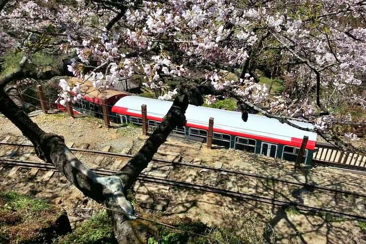嘉義景點｜阿里山森林遊樂區，2023阿里山櫻花季起跑！阿里山一日遊，搭乘森林小火車，交通路線一次看 @飛天璇的口袋