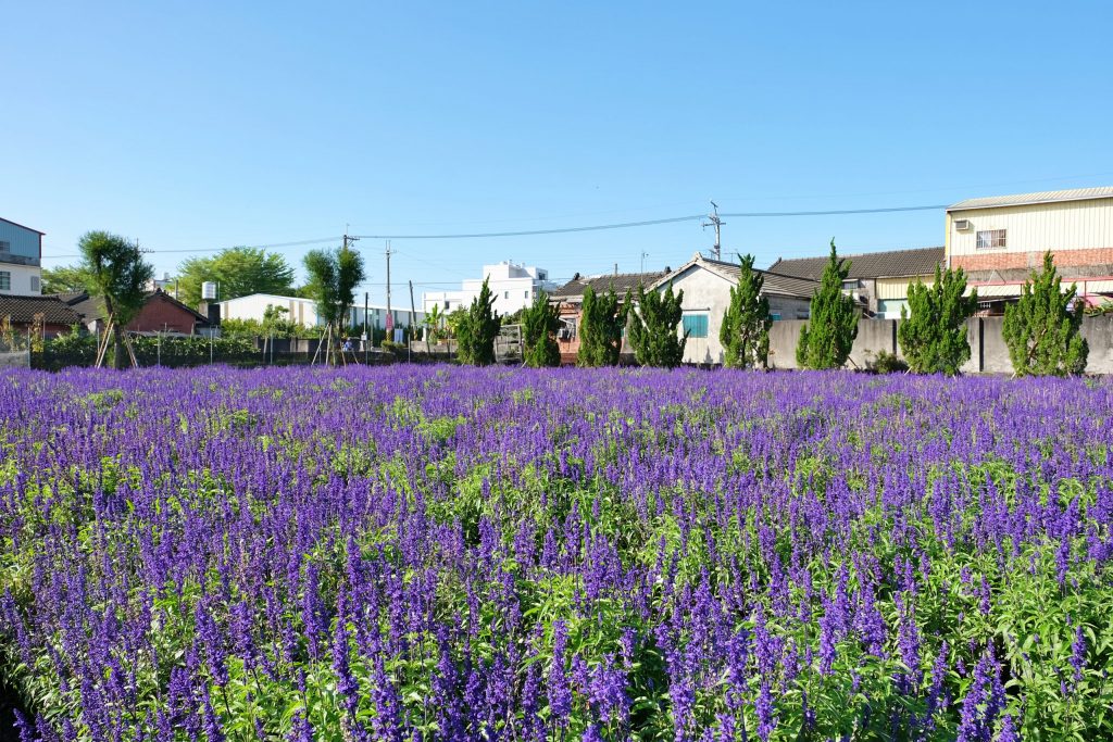 彰化田尾｜董家花園，充滿四季繽紛色彩的花田，田尾親子野餐郊遊好去處 @飛天璇的口袋