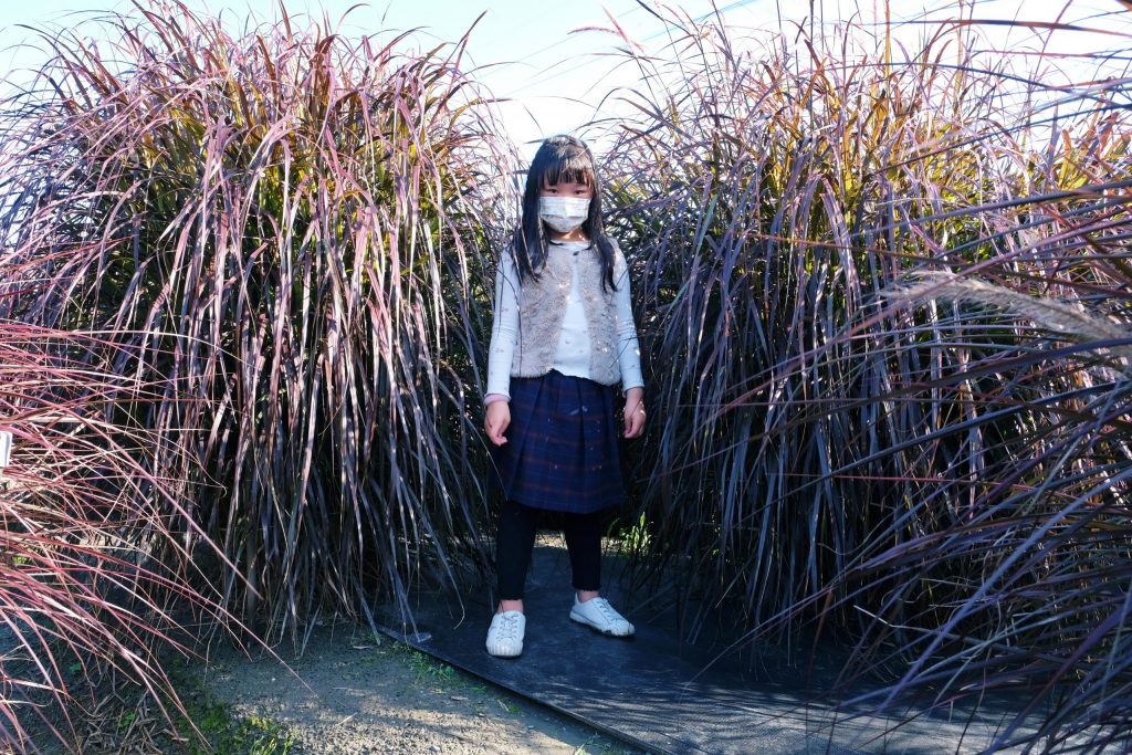 彰化田尾｜董家花園，充滿四季繽紛色彩的花田，田尾親子野餐郊遊好去處 @飛天璇的口袋