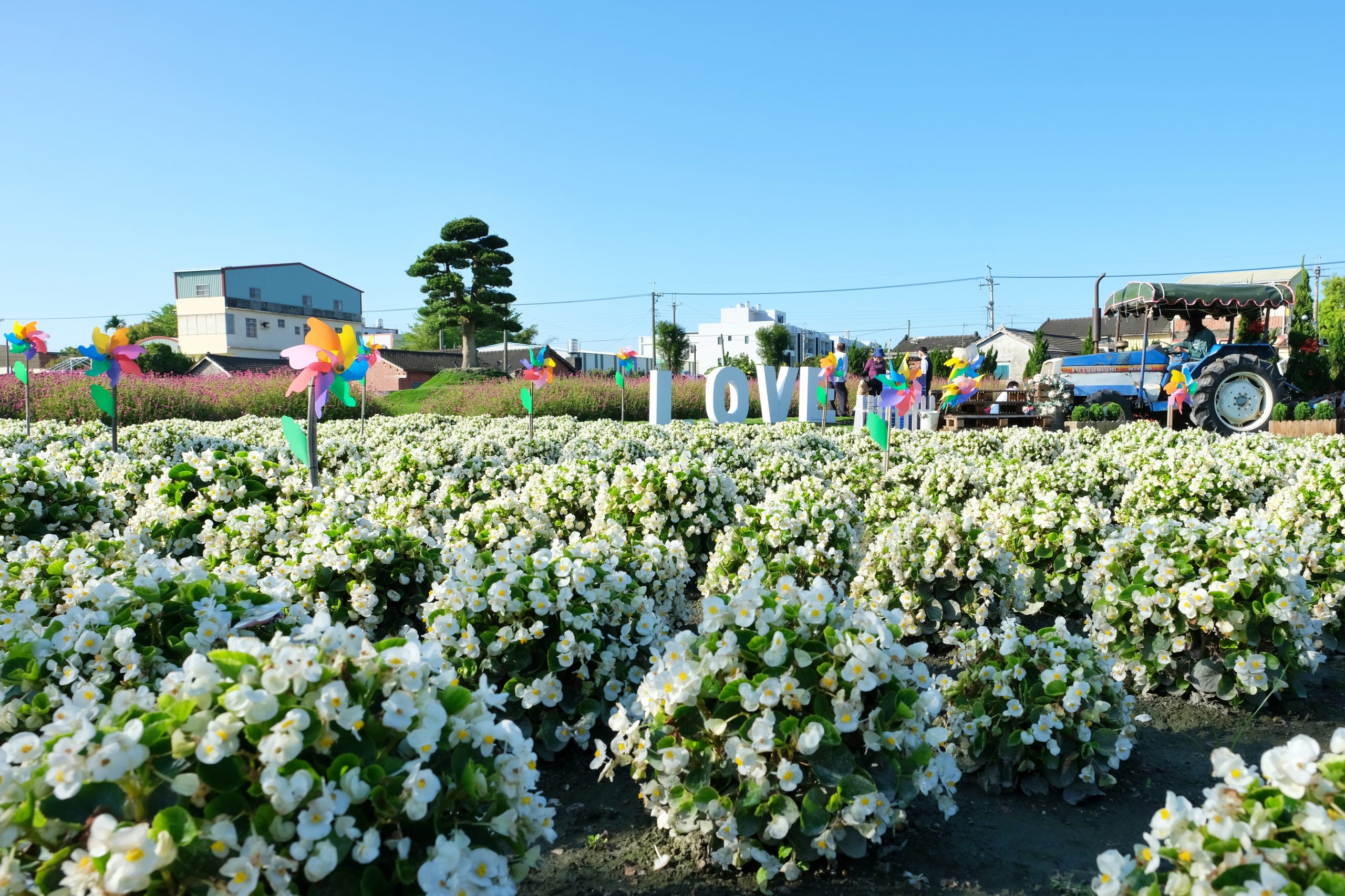 彰化田尾｜董家花園，充滿四季繽紛色彩的花田，田尾親子野餐郊遊好去處 @飛天璇的口袋