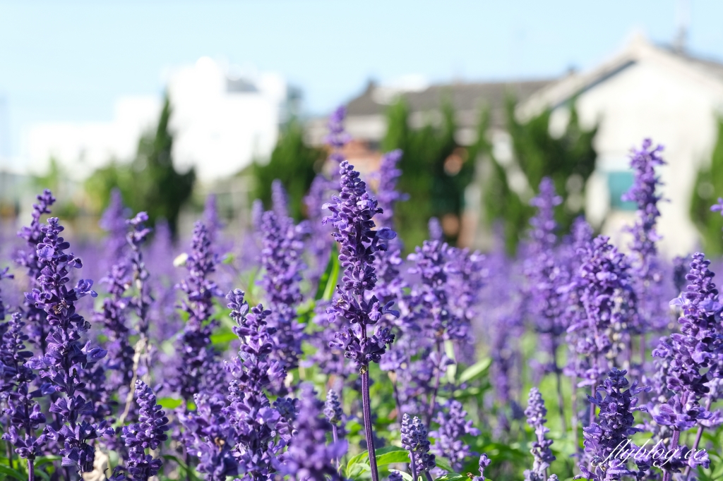 彰化田尾｜董家花園，充滿四季繽紛色彩的花田，田尾親子野餐郊遊好去處 @飛天璇的口袋