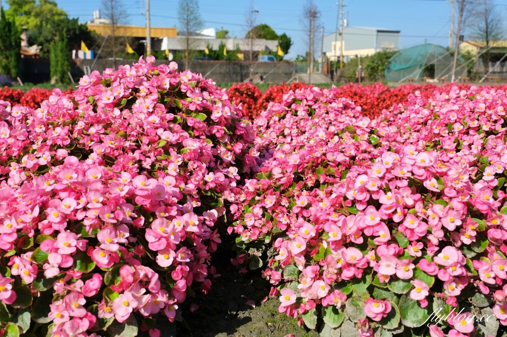 彰化田尾｜董家花園，充滿四季繽紛色彩的花田，田尾親子野餐郊遊好去處 @飛天璇的口袋