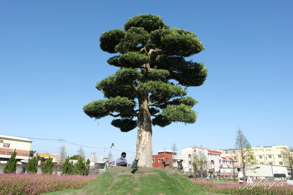 彰化田尾｜董家花園，充滿四季繽紛色彩的花田，田尾親子野餐郊遊好去處 @飛天璇的口袋