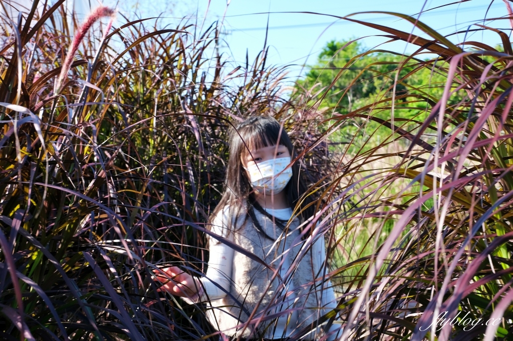 彰化田尾｜董家花園，充滿四季繽紛色彩的花田，田尾親子野餐郊遊好去處 @飛天璇的口袋