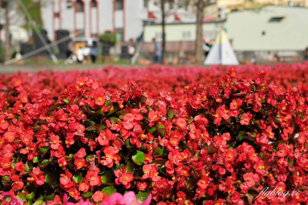 彰化田尾｜董家花園，充滿四季繽紛色彩的花田，田尾親子野餐郊遊好去處 @飛天璇的口袋
