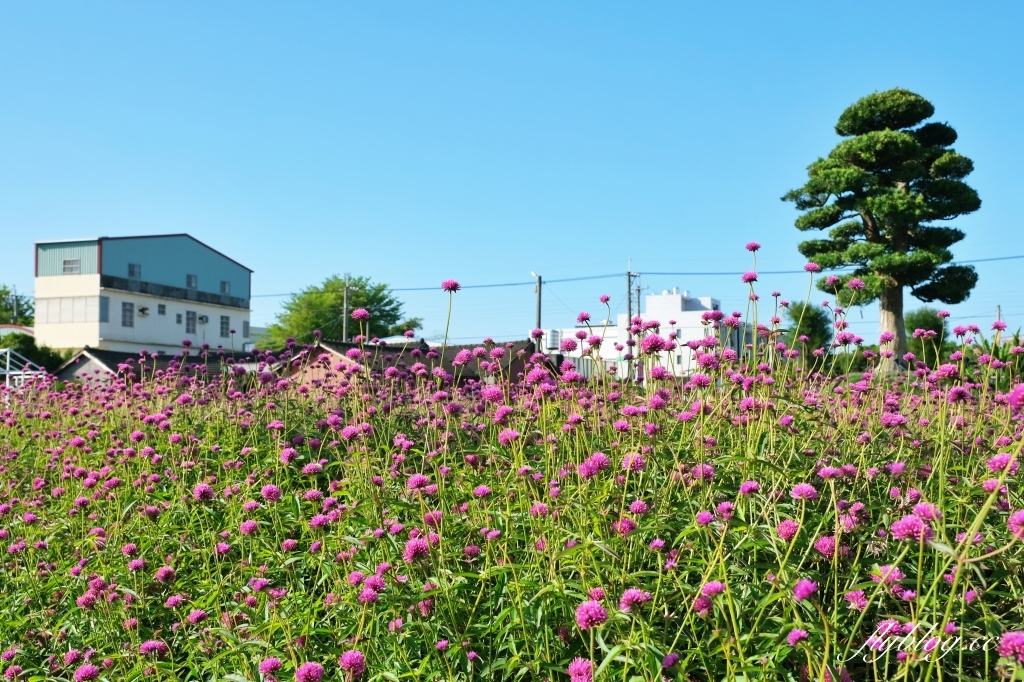 彰化田尾｜董家花園，充滿四季繽紛色彩的花田，田尾親子野餐郊遊好去處 @飛天璇的口袋