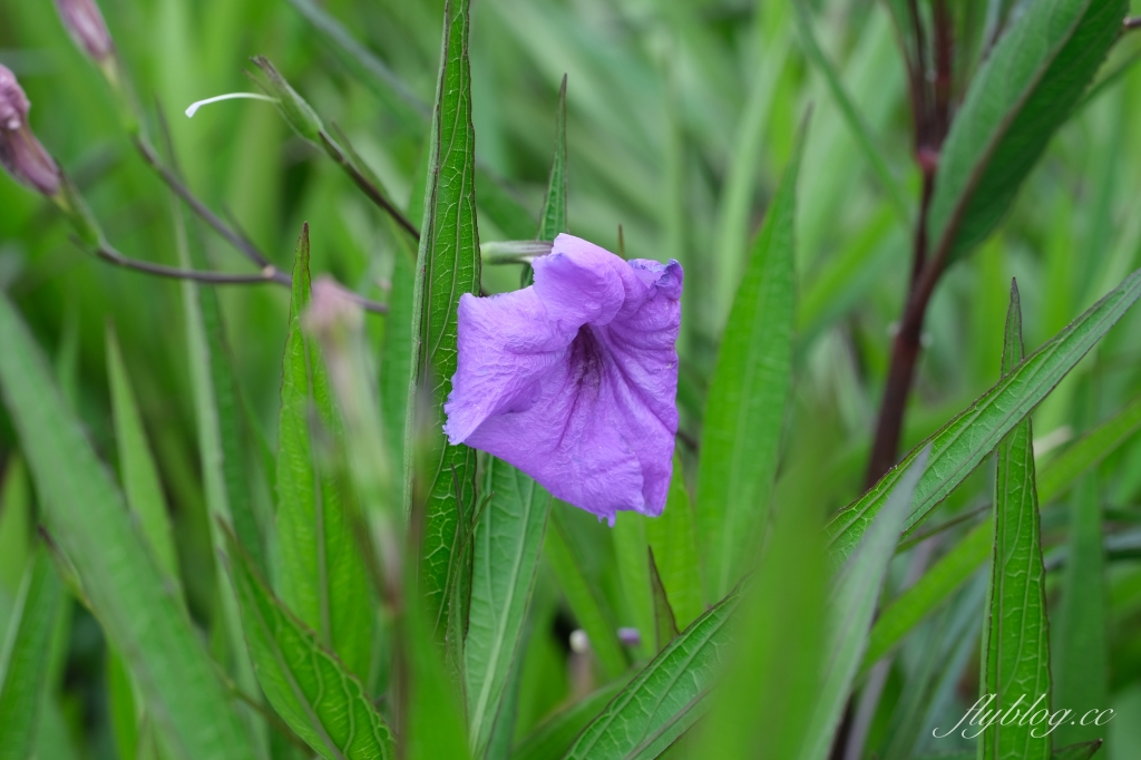 雙心池塘｜小而巧小而美的大村雙心池塘，感受樸實靜謐的農村風情 @飛天璇的口袋
