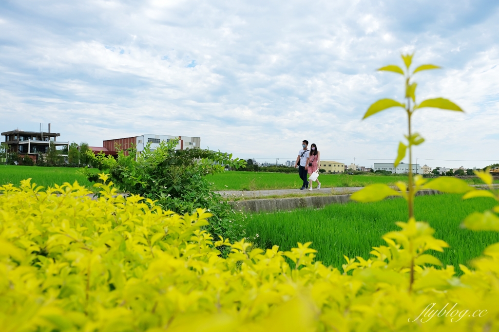 雙心池塘｜小而巧小而美的大村雙心池塘，感受樸實靜謐的農村風情 @飛天璇的口袋