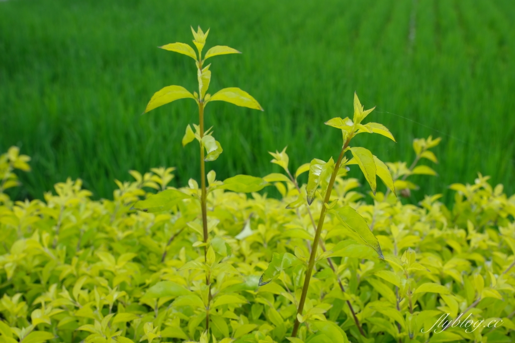 雙心池塘|小而巧小而美的大村雙心池塘,感受樸實靜謐的農村風情 @飛天璇的口袋 雙心池塘|小而巧小而美的大村雙心池塘,感受樸實靜謐的農村風情 @飛天璇的口袋