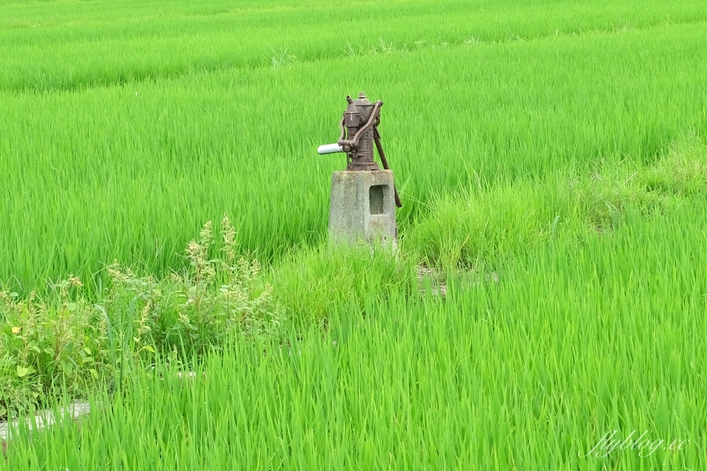 雙心池塘｜小而巧小而美的大村雙心池塘，感受樸實靜謐的農村風情 @飛天璇的口袋