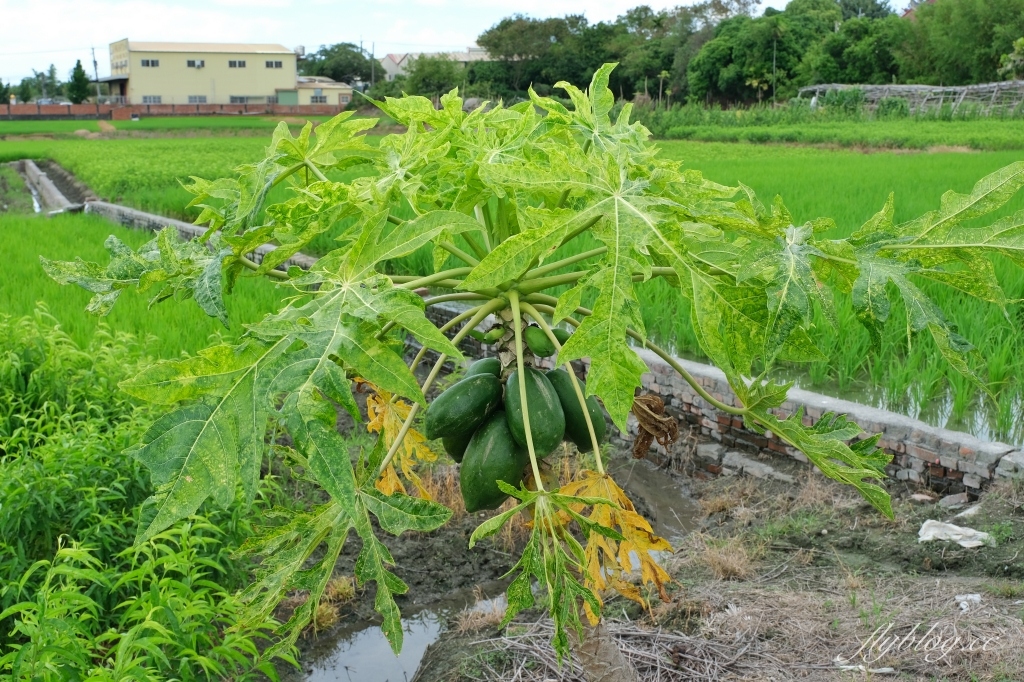 雙心池塘｜小而巧小而美的大村雙心池塘，感受樸實靜謐的農村風情 @飛天璇的口袋