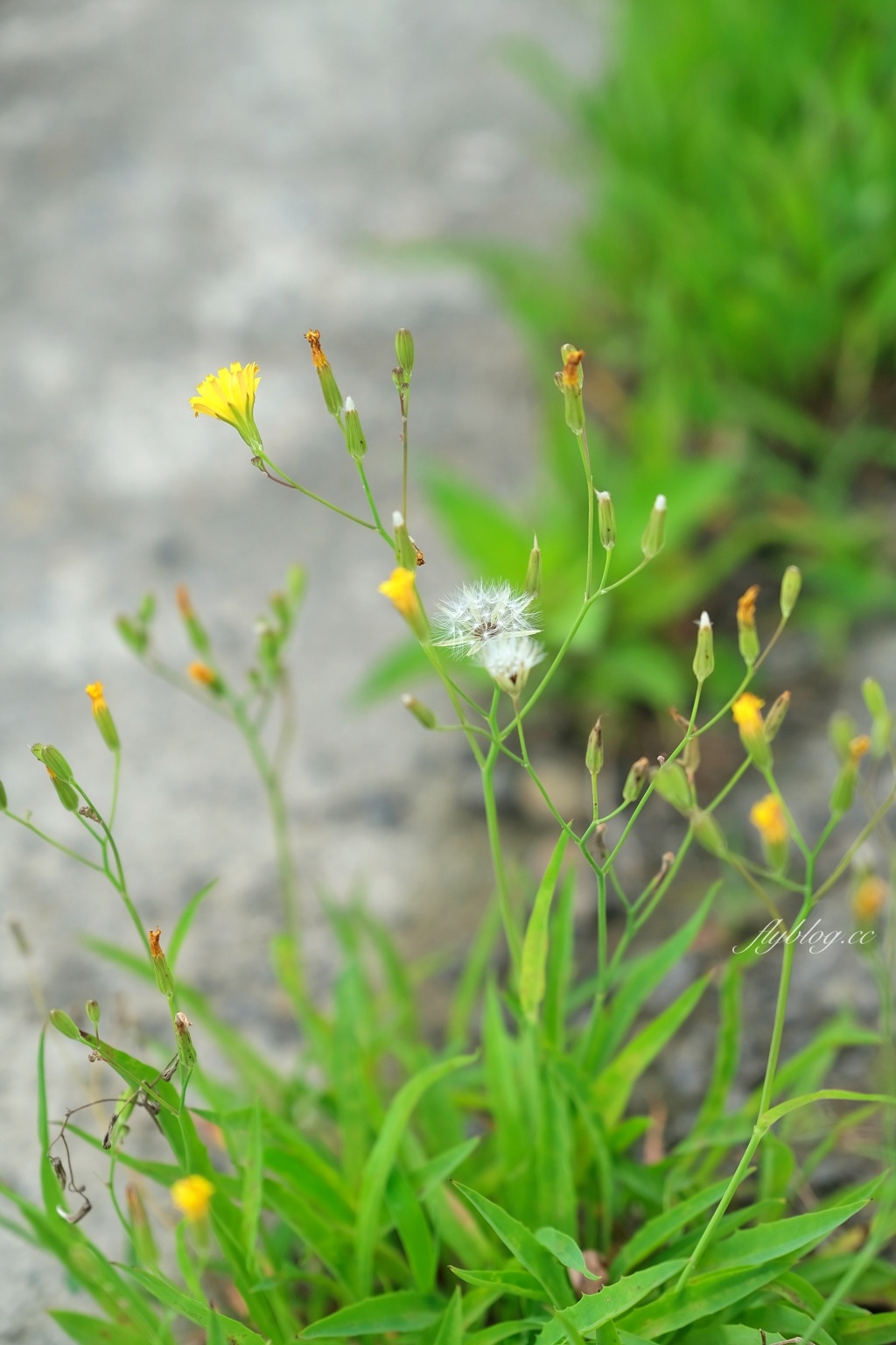 雙心池塘|小而巧小而美的大村雙心池塘,感受樸實靜謐的農村風情 @飛天璇的口袋 雙心池塘|小而巧小而美的大村雙心池塘,感受樸實靜謐的農村風情 @飛天璇的口袋